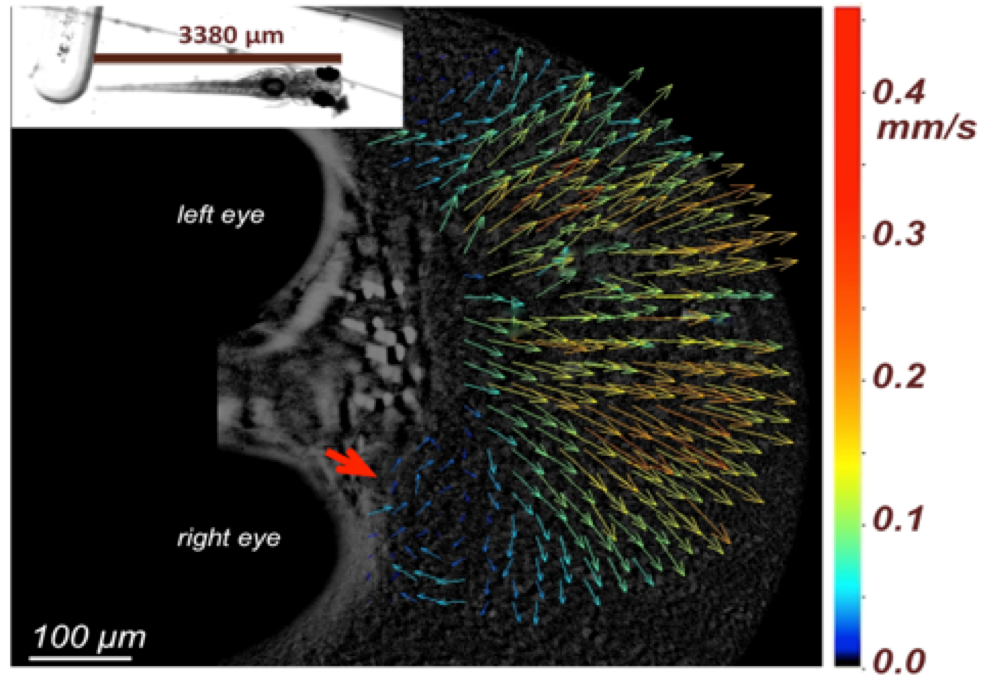 Embryonic cardiovascular tissue research